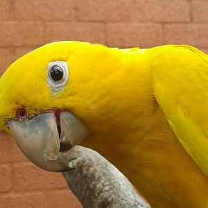 Golden conure