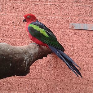 Green-winged King parrot