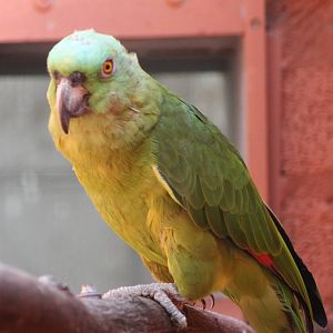 Blue-cheeked amazon