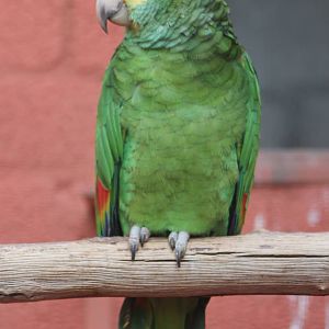 Yellow-headed amazon