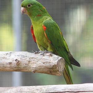 Hispaniolan aratinga