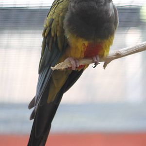 Burrowing parakeet nominat form