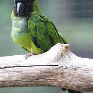 Nanday parakeet