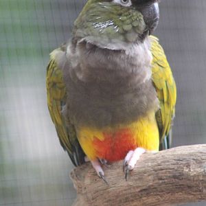 Burrowing parakeet nominat form