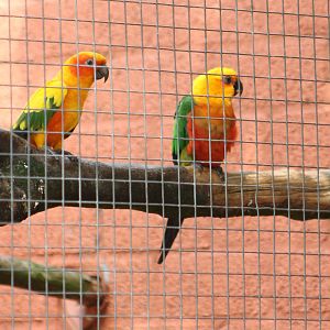 Sun and Jandaya parakeet