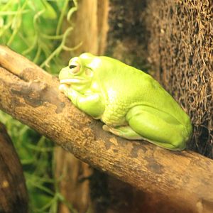 White-lipped frog