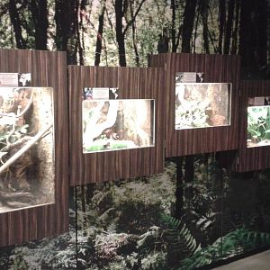 Amphiabian ( and a gecko ) enclosures