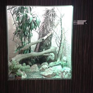 Enclosure spiny-tailed monitor