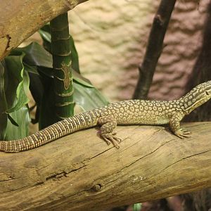 Spiny-tailed monitor