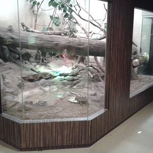 Red-footed tortoise and Cuban ground iguana enclosure