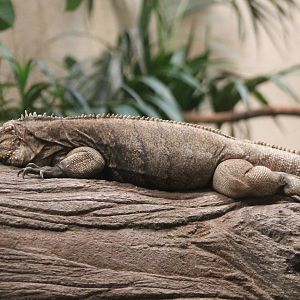 Cuban ground iguana