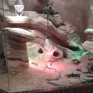 African desert enclosure