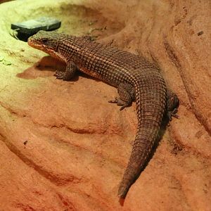 Plated lizard species