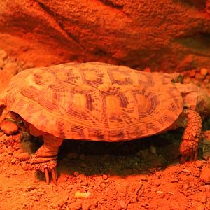 Pancake tortoise