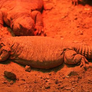 Leptien's spiny-tailed lizards