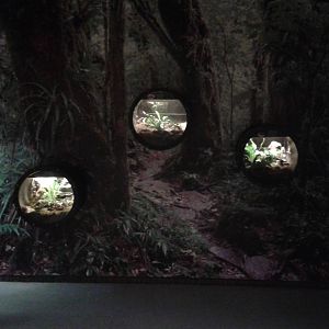 Invertebrates enclosures