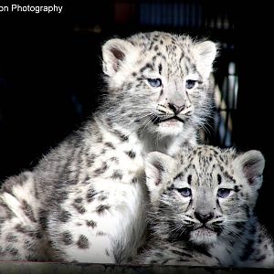 Snow Leopard Cubs