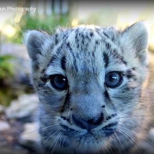 Snow Leopard Cubs