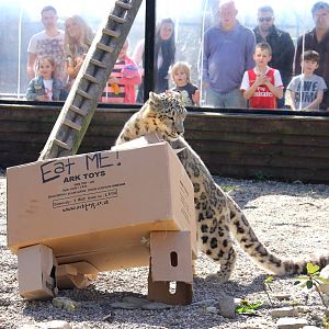 Snow Leopard Feed.