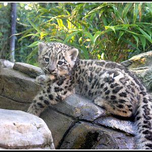 Snow Leopard Cub
