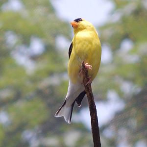 Jul. 2014 - North America - Migratory Songbird Aviary - American Goldfinch