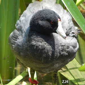 Jul. 2014 - North America - Migratory Songbird Aviary - American Coot
