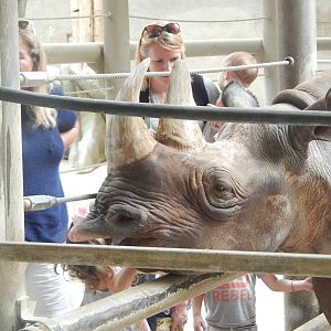 Jul. 2014 - Asia Quest - Pachyderms - Rhino Trek - Black Rhino Encounter