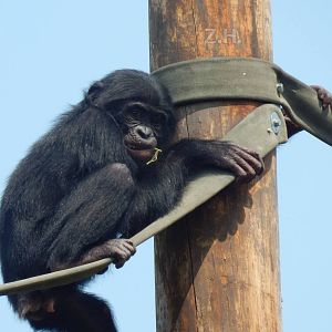 Jul. 2014 - Congo Expedition: African Forest - Juvenile Bonobo