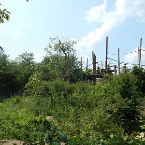 Jul. 2014 - Congo Expedition: African Forest - Bonobo Exhibit (Can You Find