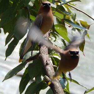 Jul. 2014 - North America - Migratory Songbird Aviary - Cedar Waxings