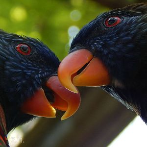 Jul. 2014 - Australia and the Islands - Lorikeet Garden - Green-naped Lorik