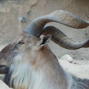 Jul. 2014 - Asia Quest - Markhor