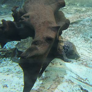 Alligator Snapping Turtle