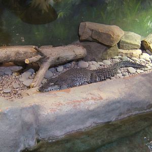 Cuban Crocodile