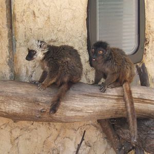 White-fronted Lemur