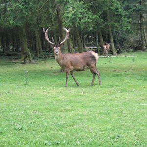 Red Deer