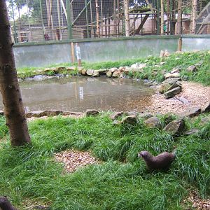 View of Asian Short-clawed Otter enclosure