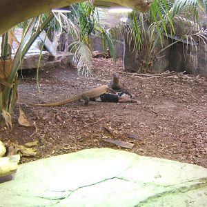 Komodo Dragon`s feeding