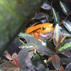 False Tomato Frog
