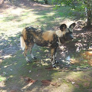 African Hunting Dog