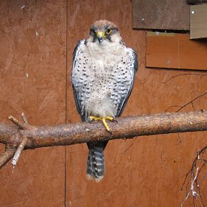 Lanner Falcon