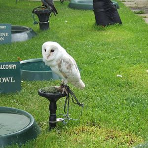 Barn Owl