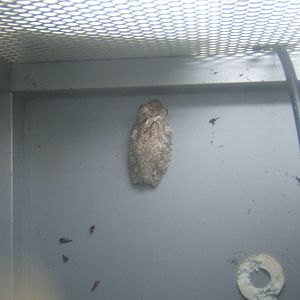 Annam Flying Frog (Rhacophurus annamensis)