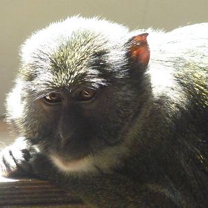 Allen's Swamp Monkey, August 2014
