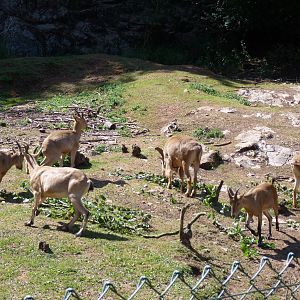 Barbary Sheep and Tur, August 2014