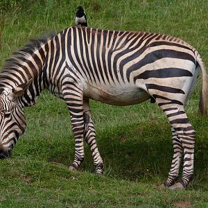 Hartmann's Mountain Zebra, August 2014
