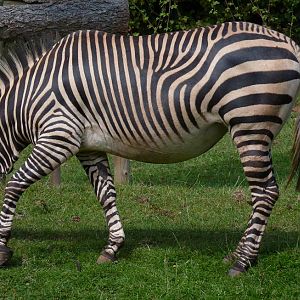 Hartmann's Mountain Zebra, August 2014