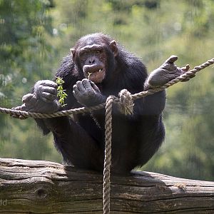 Chimpanzee : Whipsnade : 03 Aug 2014
