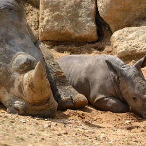 Colchester Zoo Mabaso