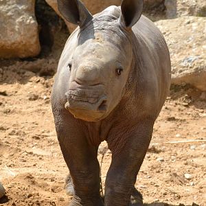 Colchester Zoo Mabaso